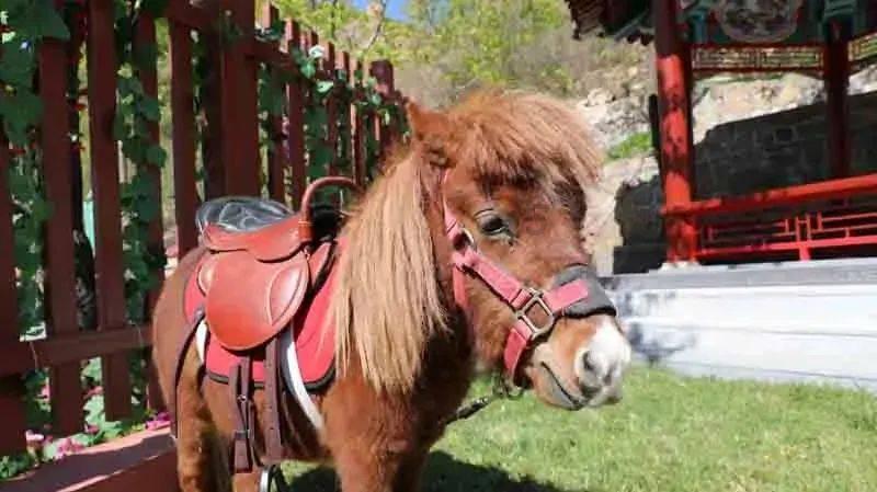 关于春节的真实来历是什么？游戏画面